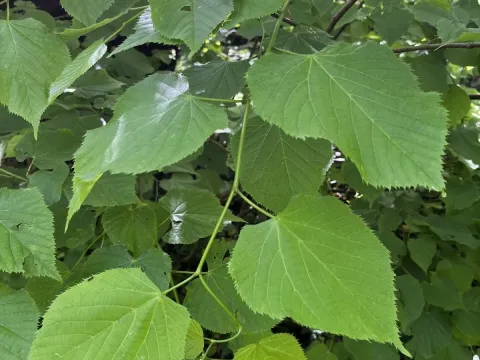 Caucasian linden