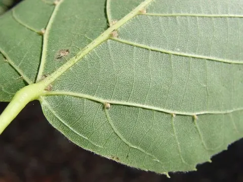 Drooping lime