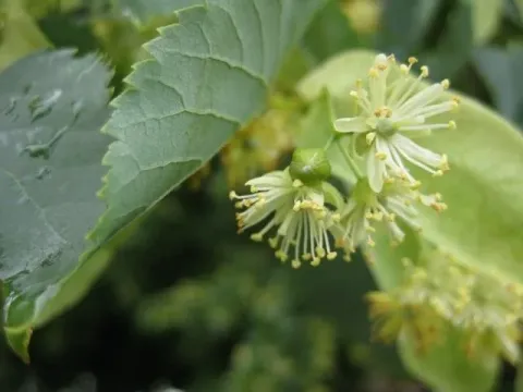 Hybrid lime