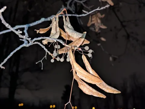 Neglected linden