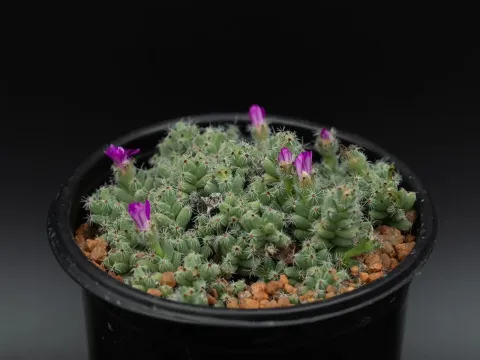 Trichodiadema