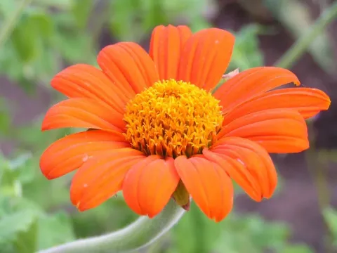 Tithonia