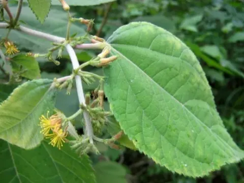 Triumfetta abutiloides