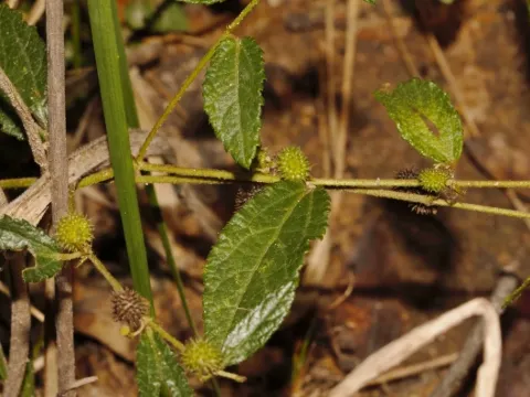 Triumfetta angolensis