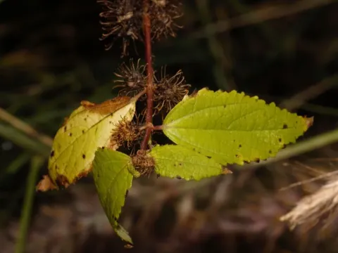 Triumfetta annua