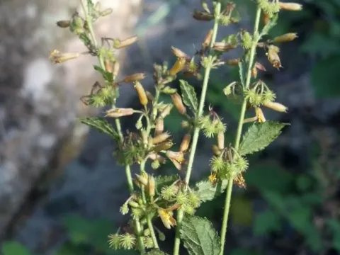 Triumfetta lappula