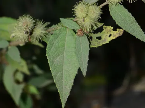 Triumfetta pilosa