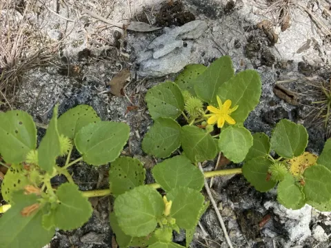 Triumfetta procumbens