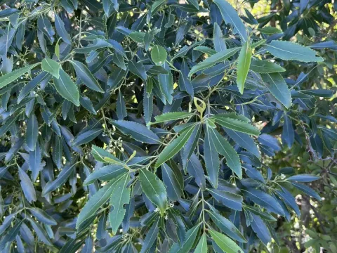 Khat