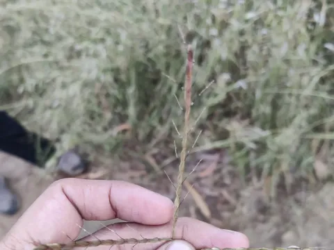 Thelepogon