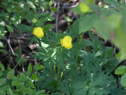 Globe-flower