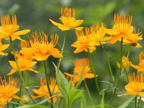 Trollius hybrids