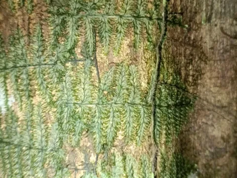 Trichomanes