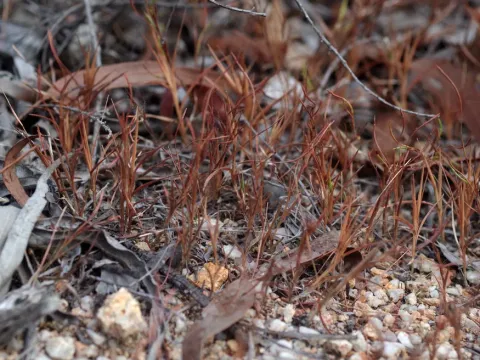 Thaumastochloa