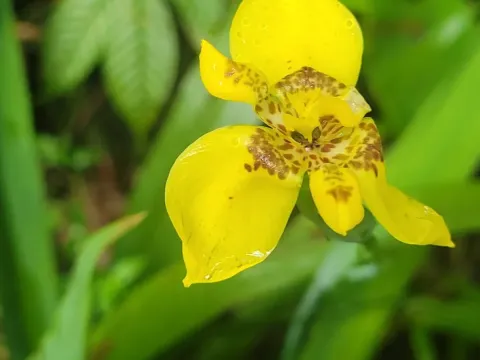 Trimezia