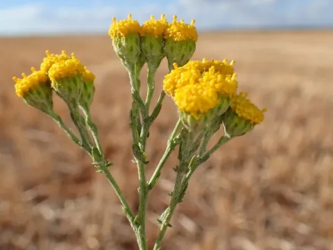 Tanacetum microphyllum