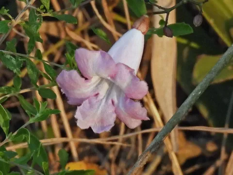 Tanaecium