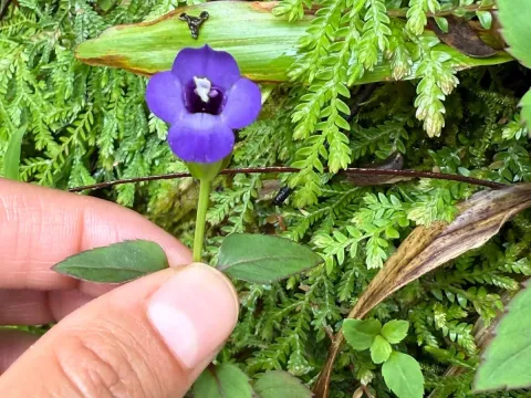 Torenia asiatica