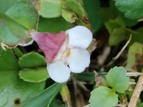 Torenia polygonoides