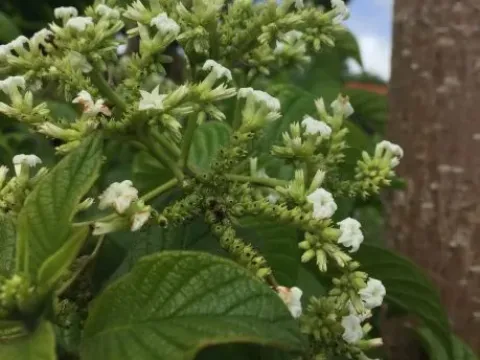 Tournefortia hirsutissima