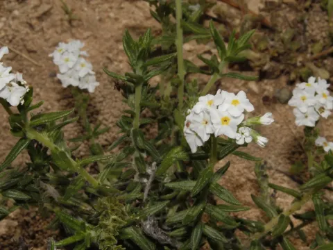 Heliotropium ternatum