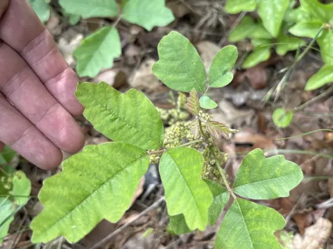 Atlantic poison oak