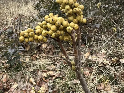 Rydberg's poison ivy