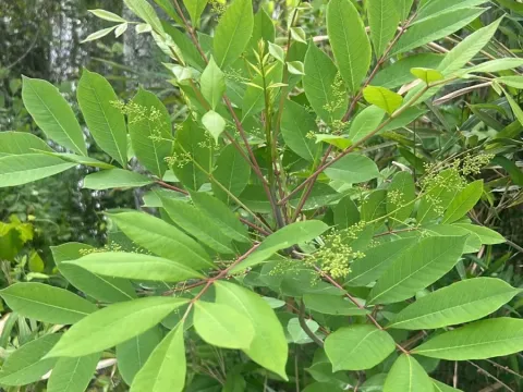 Japanese lacquer tree