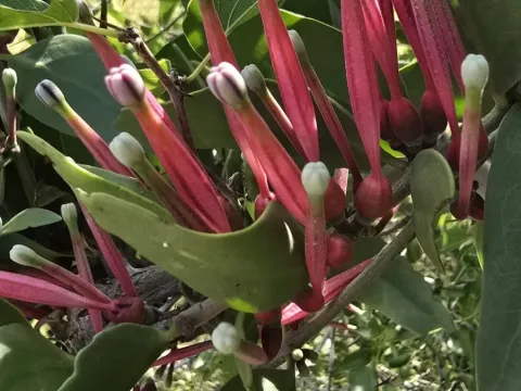 Tapinanthus