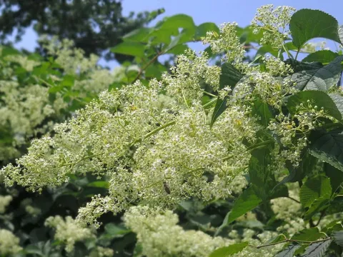 Tripterygium