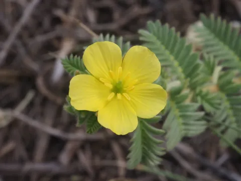 Якорцы западные
