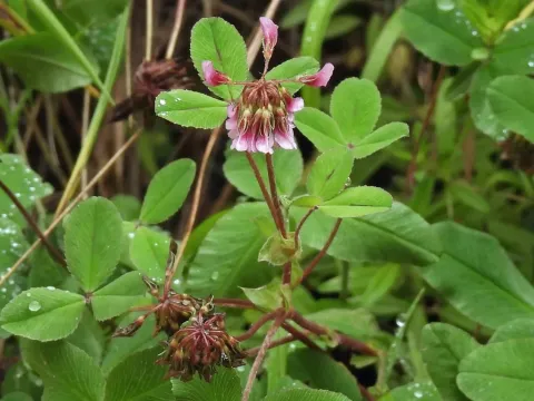 Trifolium amabile