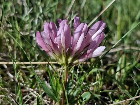 Alpine clover