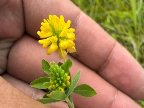 Golden clover