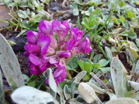 Burchell's clover