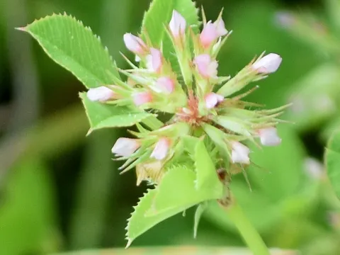 Clustered clover