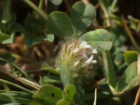 Cherler's clover