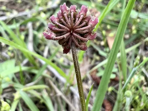 Carolina clover