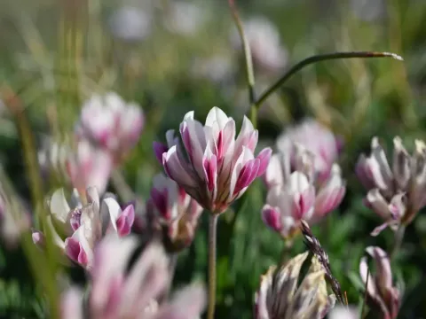 Thick-leaved clover