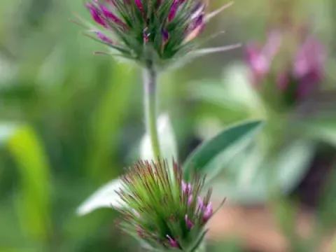 Beautiful clover