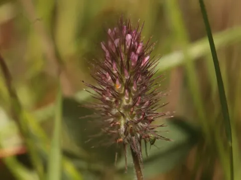 Ligurian clover