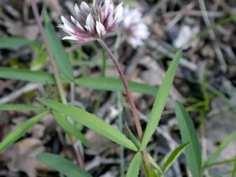 Longstalk clover