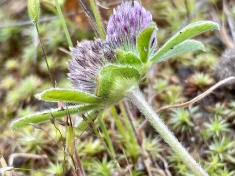 Macrae's clover