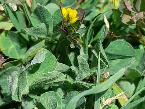 Suckling clover