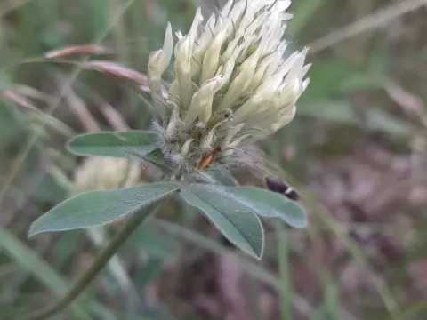 Pale-yellow clover