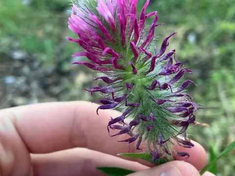 Purple clover