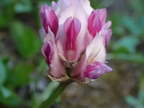 Parry's Clover