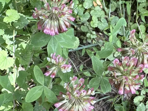 Buffalo clover