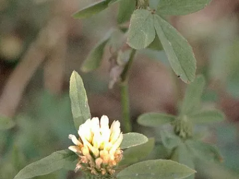 Rueppell's clover