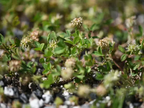 Trifolium retusum